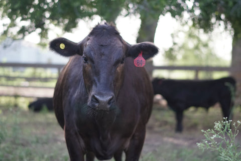 The History of Wagyu Beef