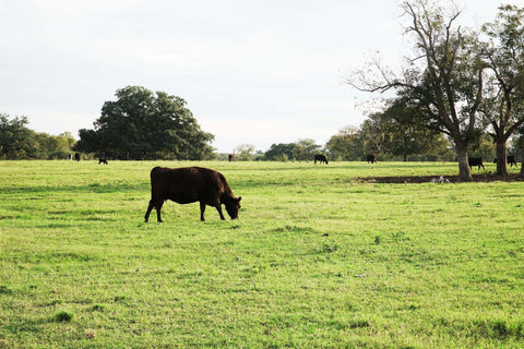 Where does your meat come from?